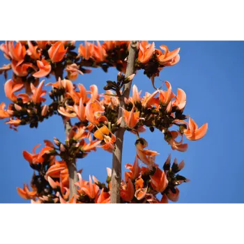 Teak Plants teak plants-9184217-18835.webp